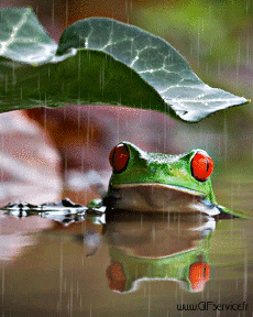 Umorismo -  Fun Animali Rane 01 