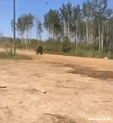 Humor -  Fun Transport Quad Fail 02 