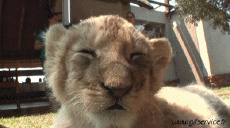 Humor -  Fun Animals Lions 01 