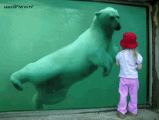 Humor - Fun Animales Oso 01 