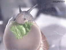 Humor - Fun Animales Caracoles 01 