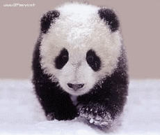 Humour - Fun Animaux Ours Serie 01 