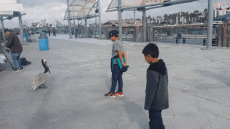 Humor - Fun Animales Pájaros Pelícanos 