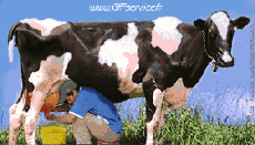 Umorismo -  Fun Animali Mucche 01 