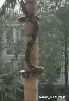 Humor -  Fun Animals Snakes 01 