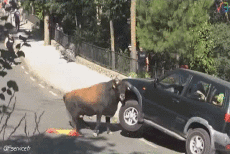 Humor - Fun Animales Toros 01 