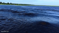 Humor - Fun Animales Hipopótamos 01 