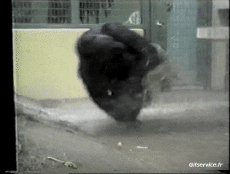 Humour - Fun Animaux Singes Serie 01 