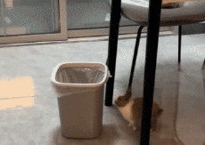 Humor -  Fun Animals Rabbits 01 