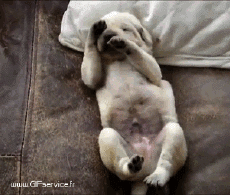 Umorismo -  Fun Animali Cani 03 