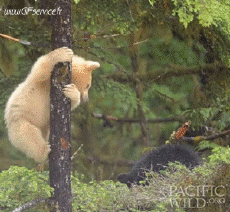 Humor - Fun Animales Oso 01 