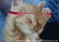 Humor -  Fun Animals Cats 01 