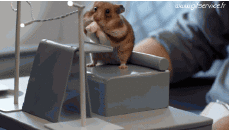 Humor -  Fun Animals Hamster 01 