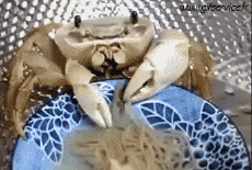 Humour - Fun Animaux Crabes 01 