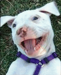 Humour - Fun Morphing - Ressemblance People - Vip Série 02 