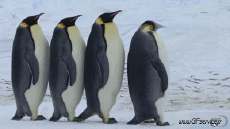 Humor -  Fun Tiere Pinguine 01 