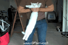 Umorismo -  Fun Animali Gatti 02 