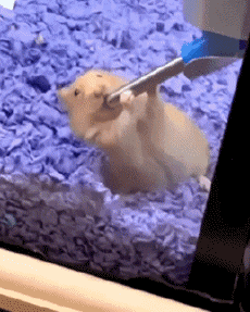 Humor -  Fun Animals Hamster 01 