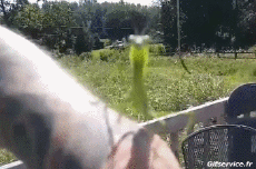 Humor - Fun Animales Insectos 01 