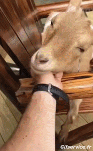 Humor -  Fun Animals Goats - Goatee 01 