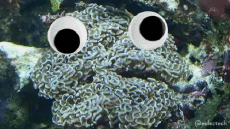 Humor -  Fun GIF Artists @Eclectech 