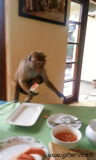 Humor - Fun Animales Monos 01 