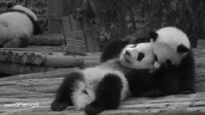 Humor -  Fun Animals Bears 01 