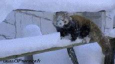 Humor -  Fun Animals Raccoons 01 