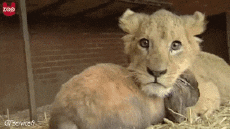 Umorismo -  Fun Animali Leoni 01 