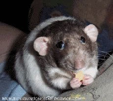 Humor -  Fun Tiere Maus 01 