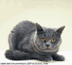 Humor -  Fun Animals Cats 01 