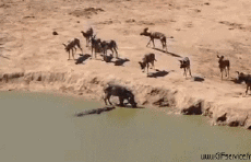 Humor -  Fun Tiere Krokodile - Kaiman 01 