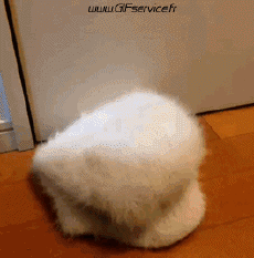 Umorismo -  Fun Animali Uccelli Rapace e Notturno 