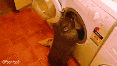 Humor -  Fun Tiere Wombat 01 