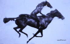 Humor -  Fun Animals Horses 01 