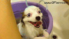 Humour - Fun Animaux Chiens Serie 02 