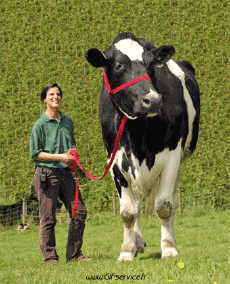 Umorismo -  Fun Animali Mucche 01 