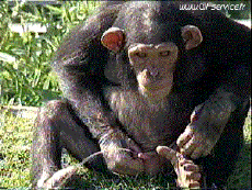 Humour - Fun Animaux Singes Serie 01 