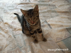 Humor - Fun Animales Gatos 03 