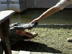 Humor -  Fun Animals Crocodiles - Caiman 01 