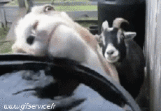 Humor -  Fun Animals Goats - Goatee 01 