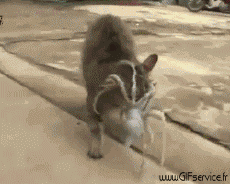 Humour - Fun Animaux Pieuvres Poulpe 01 