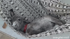 Humor -  Fun Animals Donkeys 01 