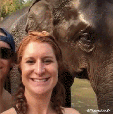 Humour - Fun Animaux Eléphants 01 