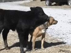 Humor -  Fun Tiere Kühe 01 