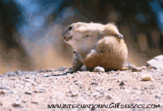 Humor -  Fun Tiere Murmeltiere 01 