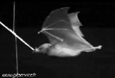 Humor -  Fun Animals Bat 01 