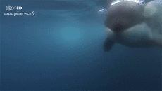 Humor - Fun Animales Orcas 01 