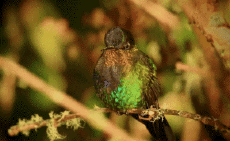 Humor -  Fun Animals Birds Hummingbird 