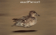 Humour - Fun Animaux Grenouilles Serie 01 